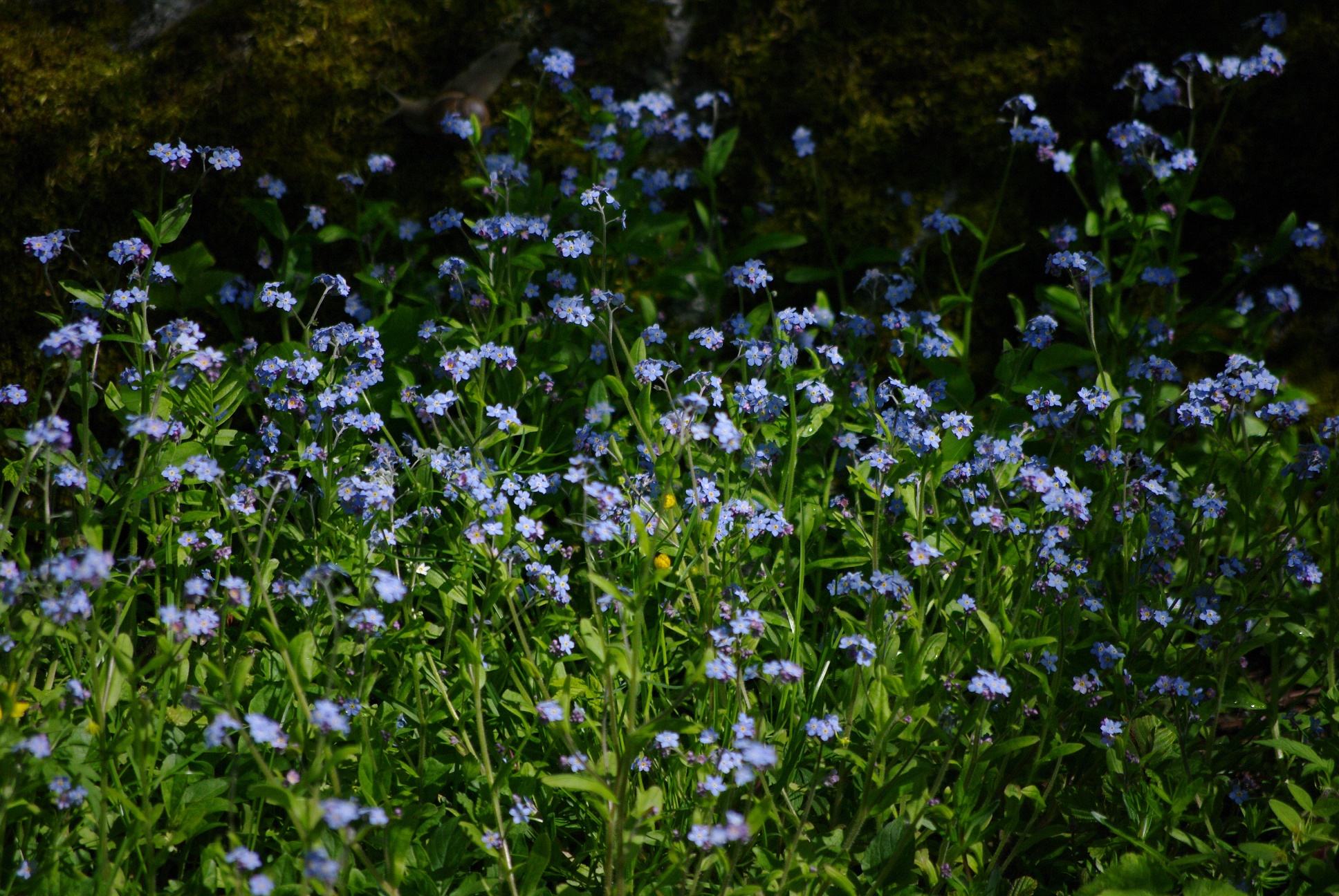 Meelespea
