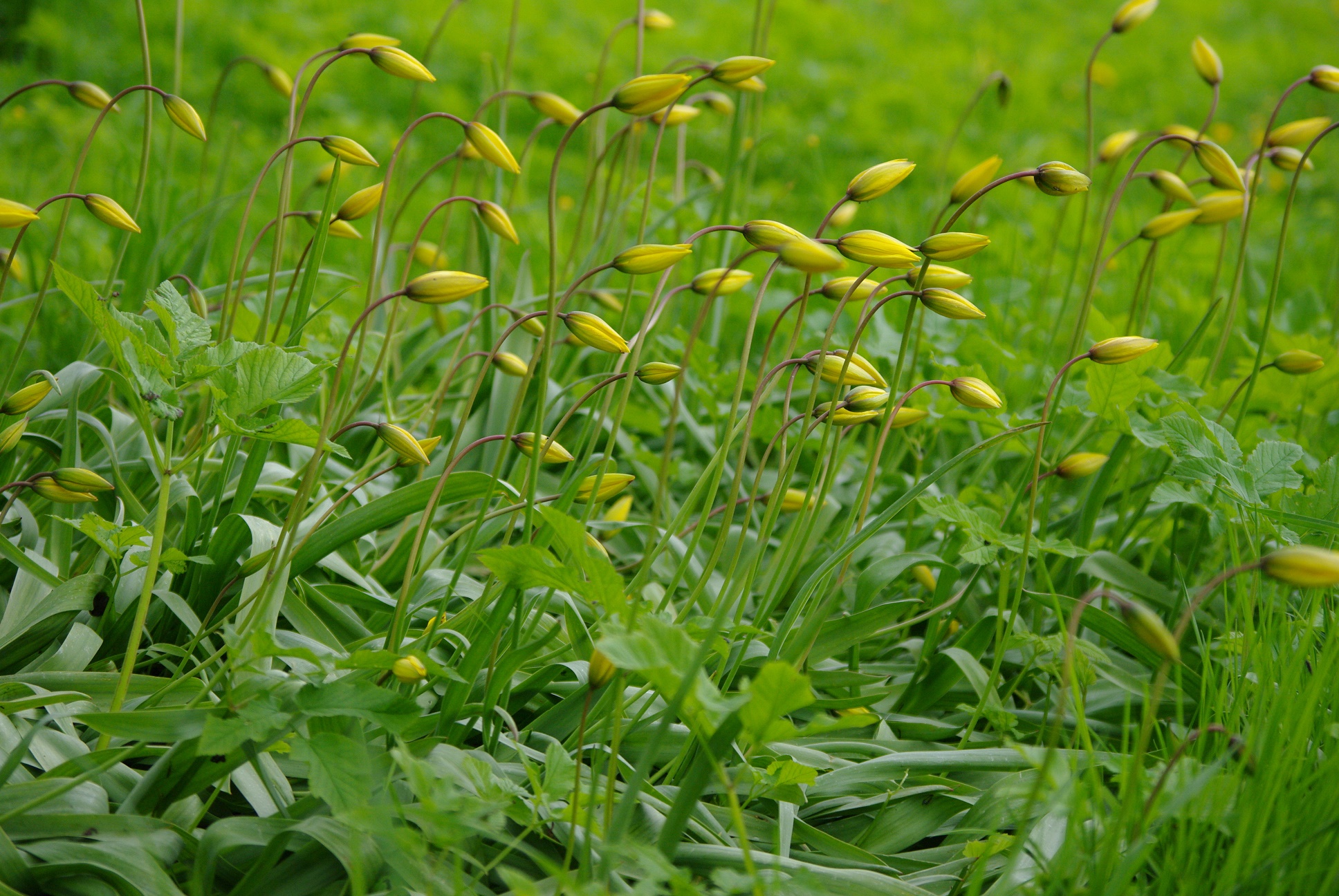 Metstulp Tulipa sylvestris