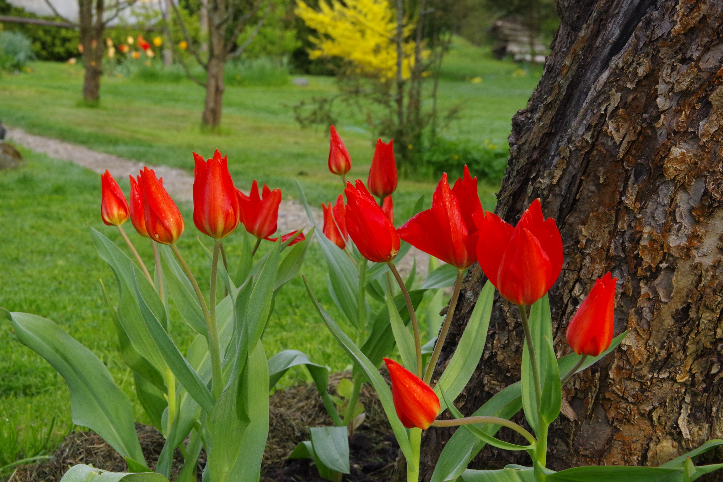 Praestans Van Tubergens