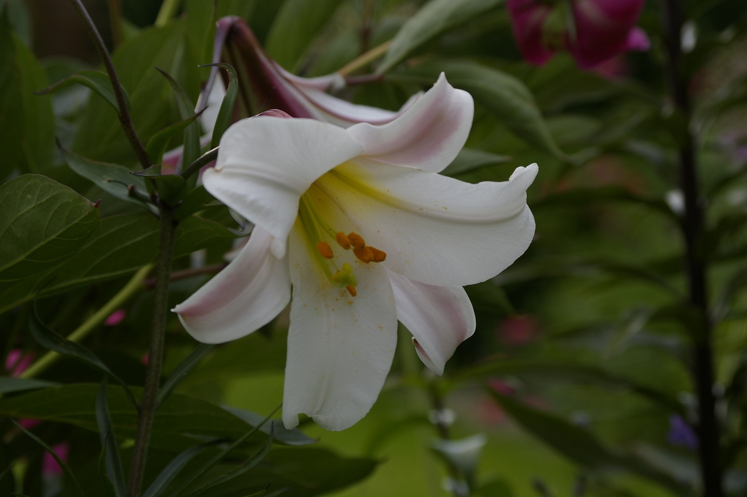 Kuningliilia Lilium Regale