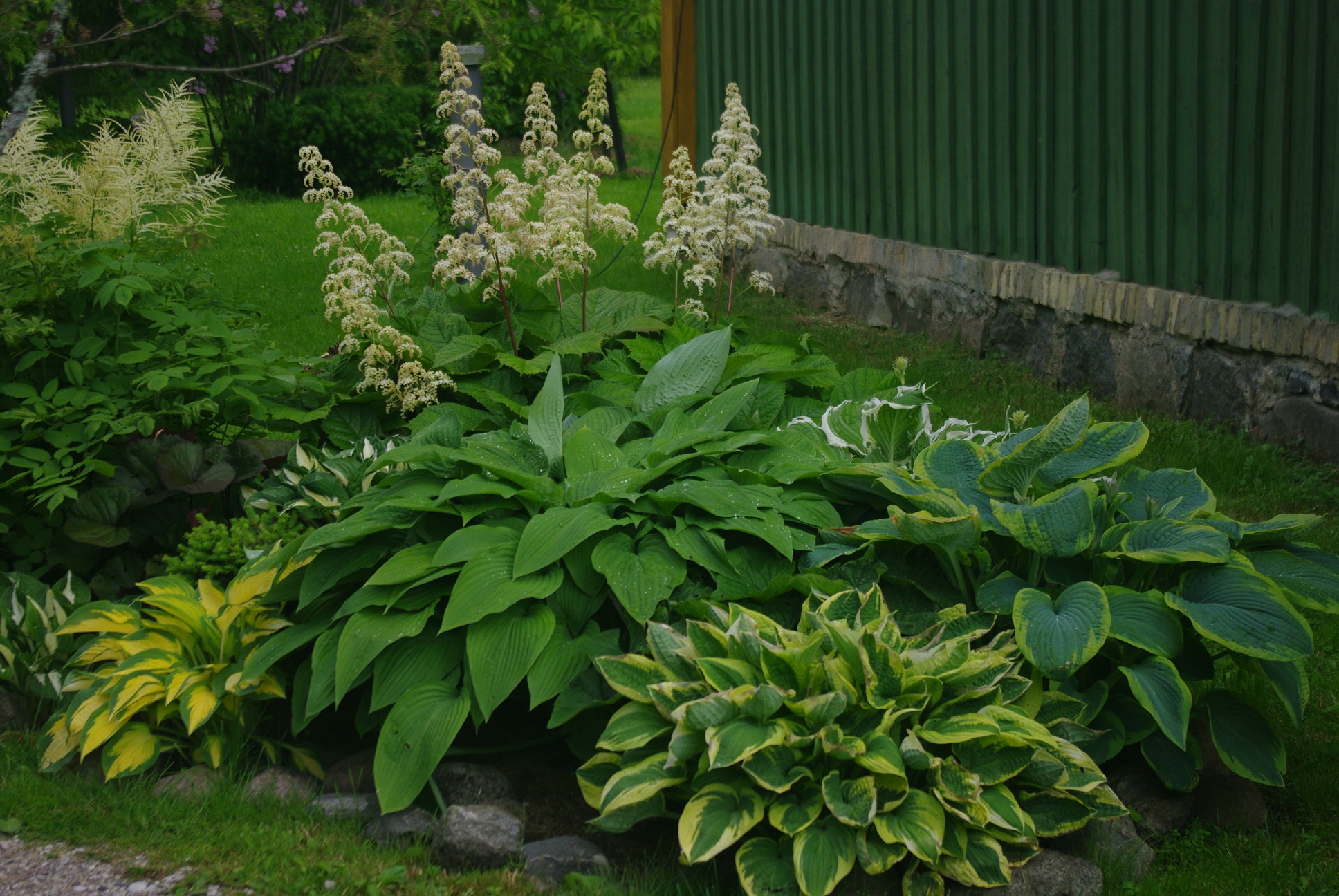 Rodgersia ja hostad