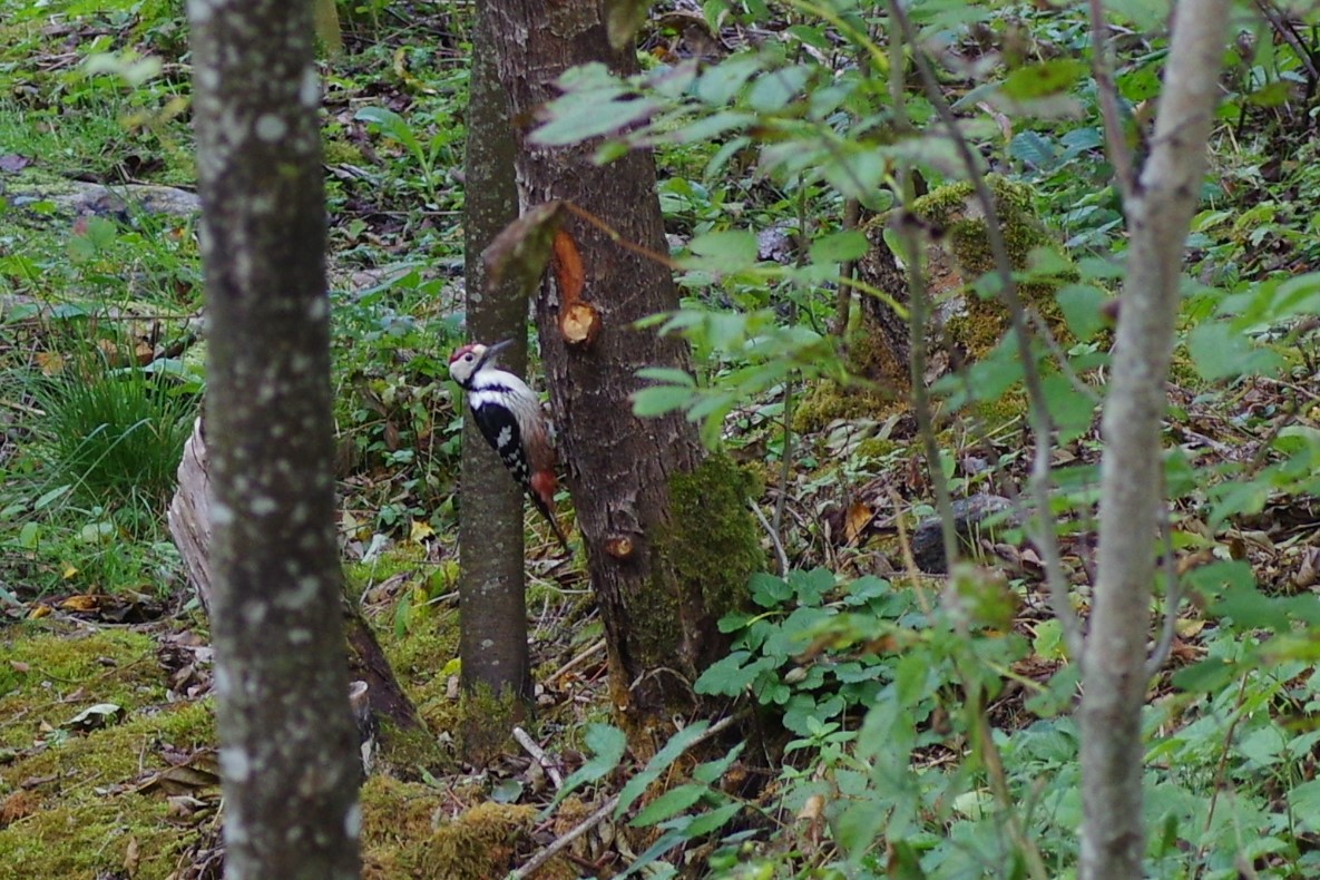 Valgeselg-kirjurähn (Dendrocopos leucotos)