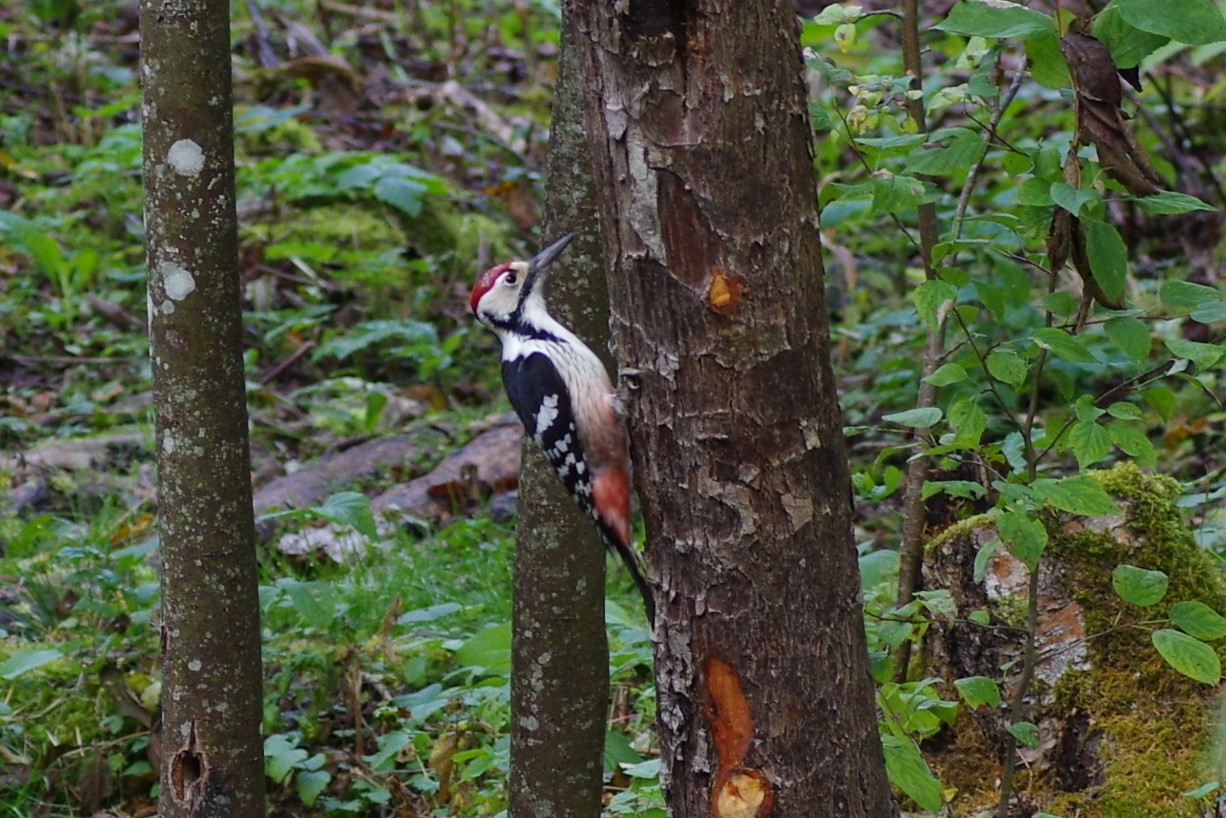 Valgeselg-kirjurähn (Dendrocopos leucotos)