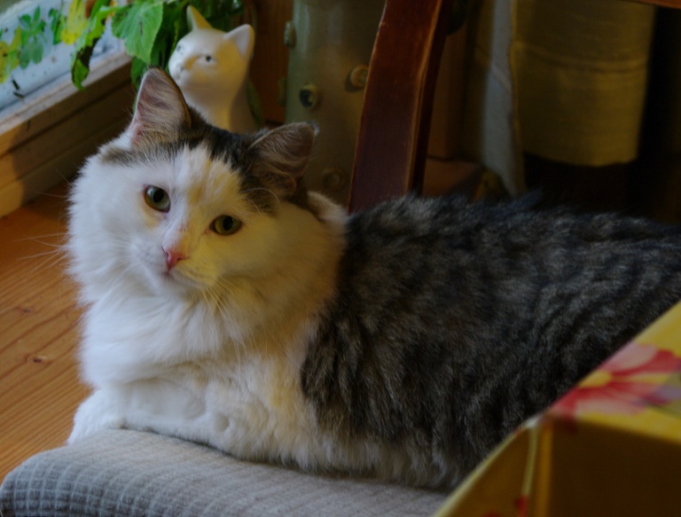 Liisu