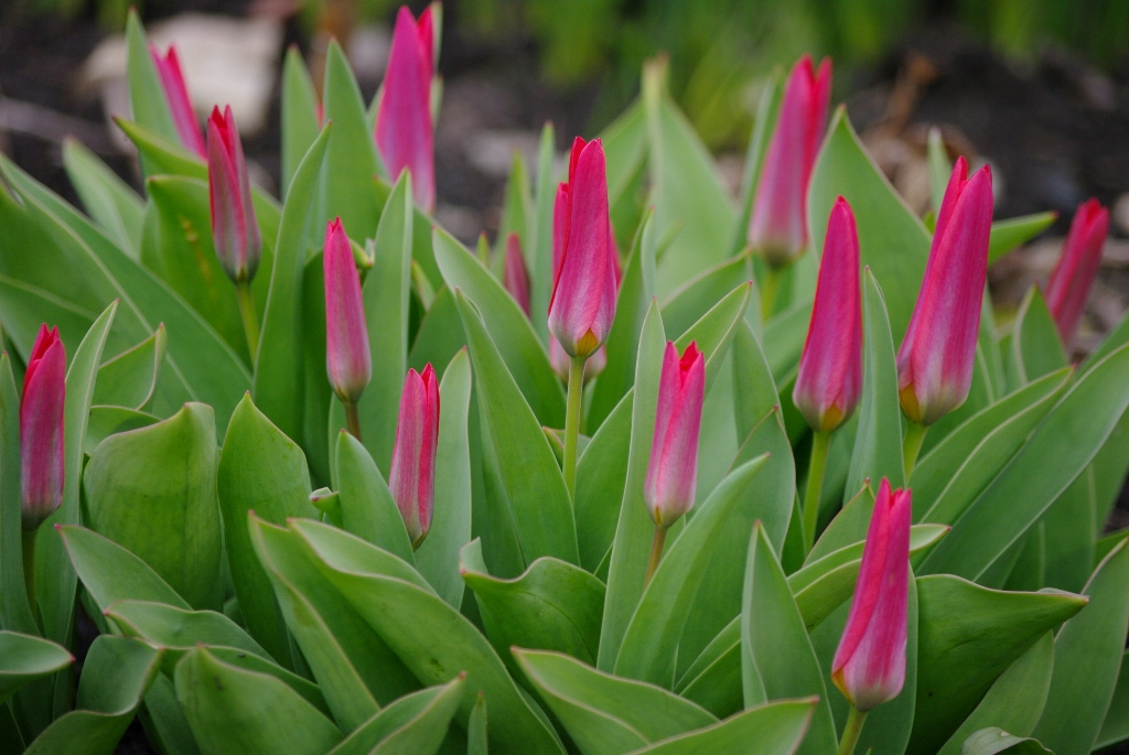 Tulipa kaufmanniana Scarlet Baby