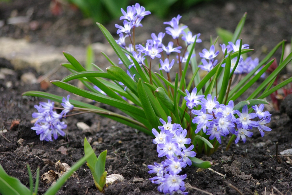 Chionodoxa forbesii Blue Giant