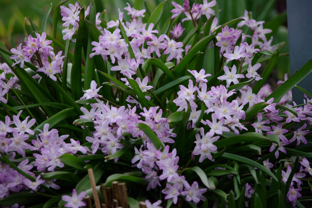Chionodoxa forbesii ‘Pink Giant’