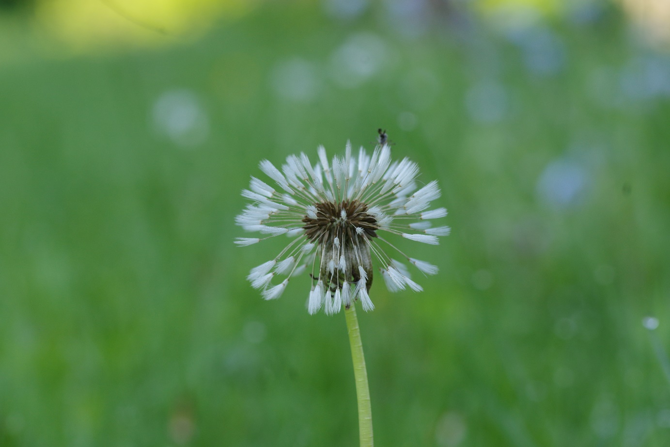 Harilik võilill (Taraxacum officinale)