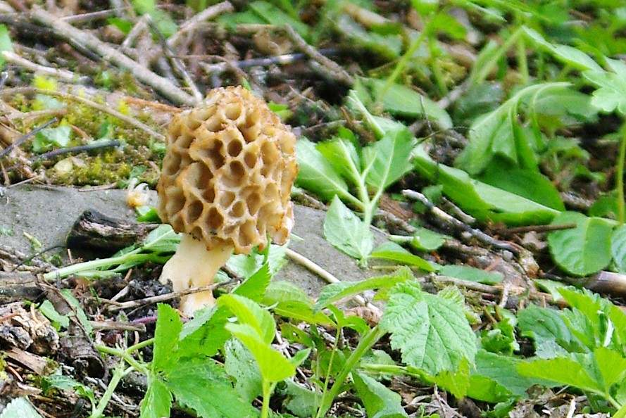 Ümarmürkel (Morchella esculenta)