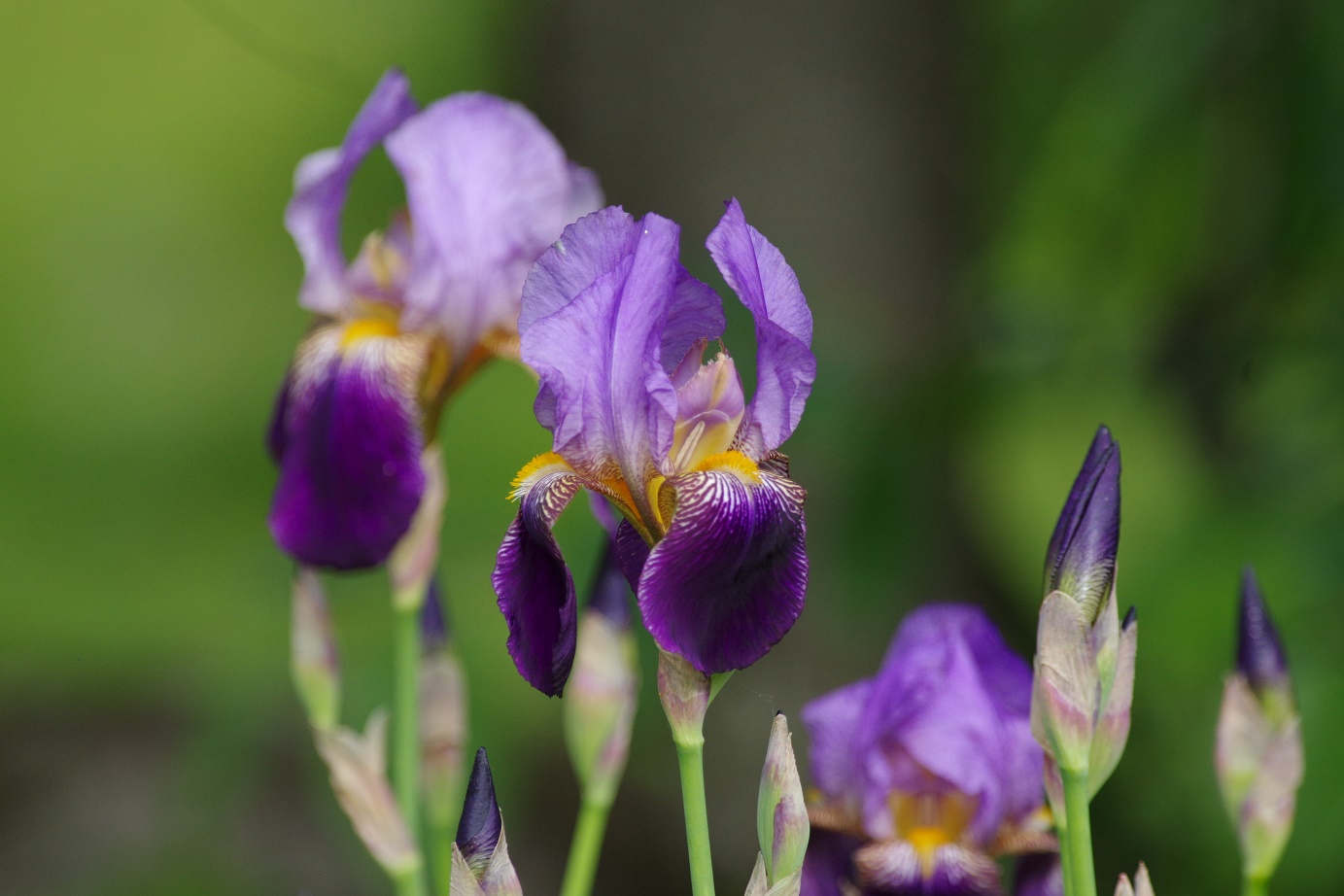 Iiris Alcazar
