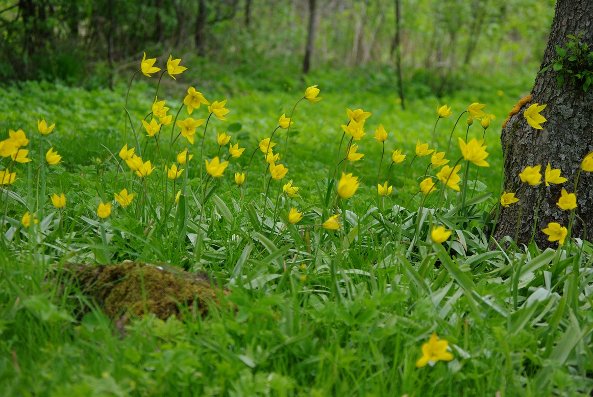 Metstulbid (Tulipa silvestris)