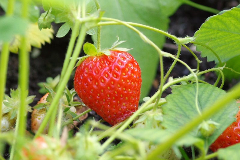 Ostara
