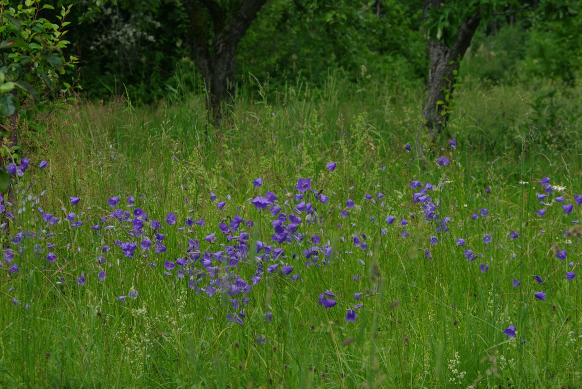 Kurekatlaniit