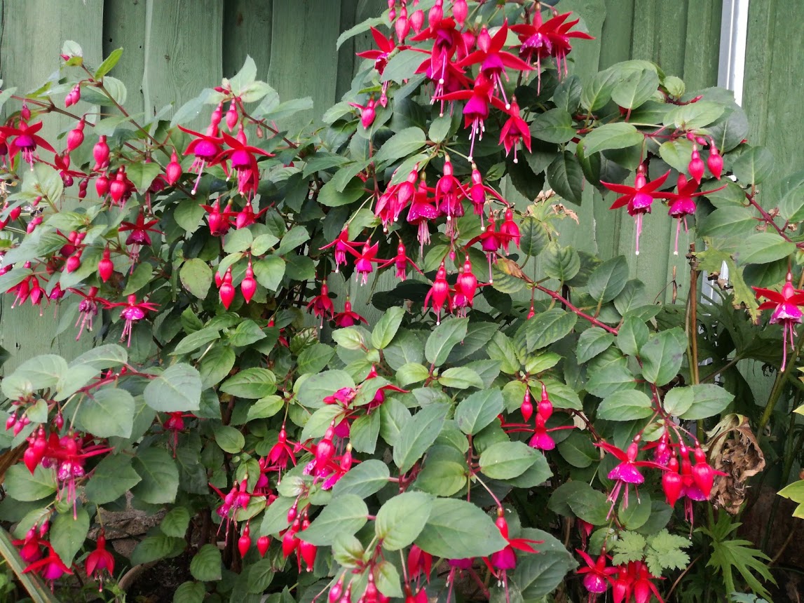 Fuksia