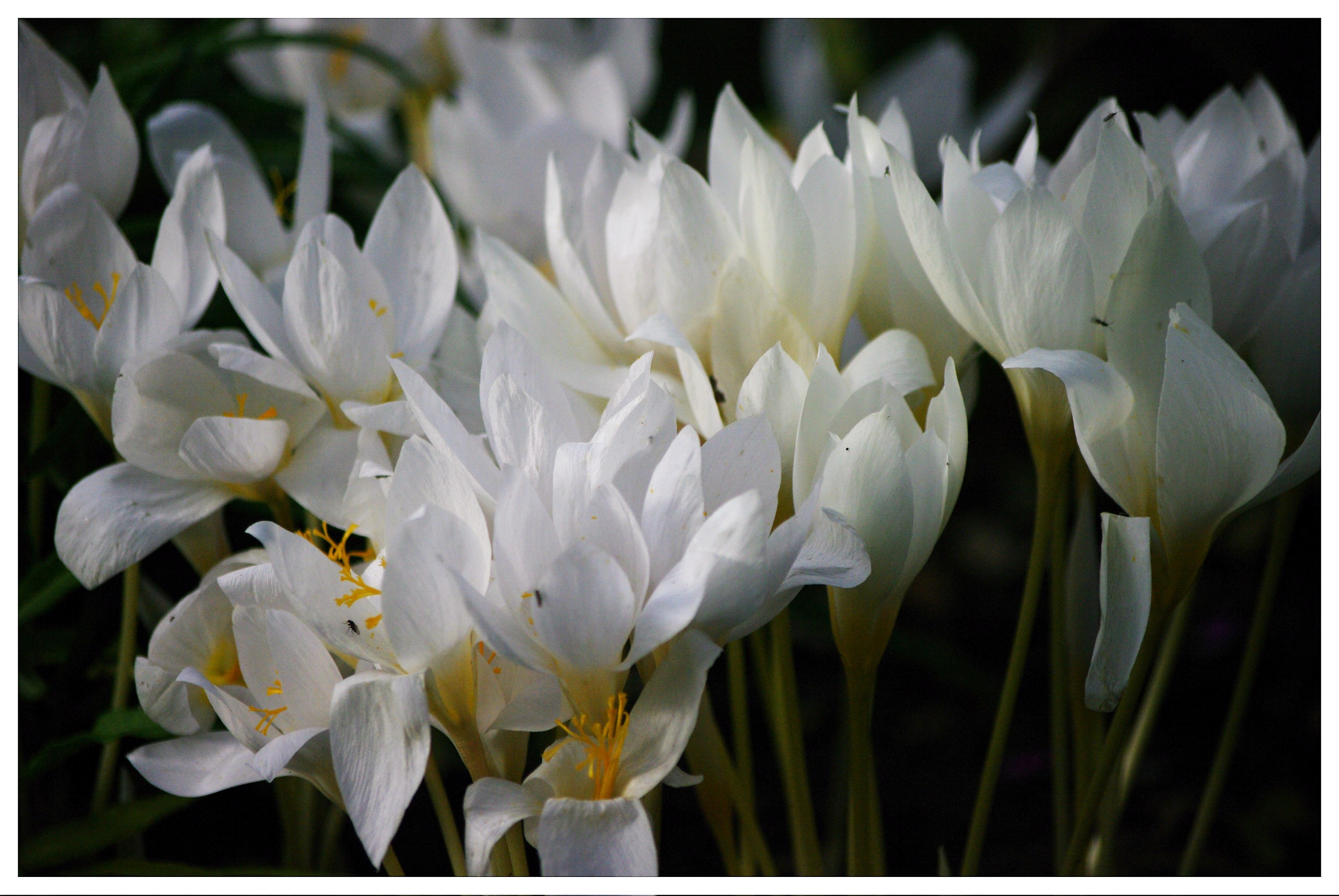 Crocus speciosus albus, Kaunis krookus