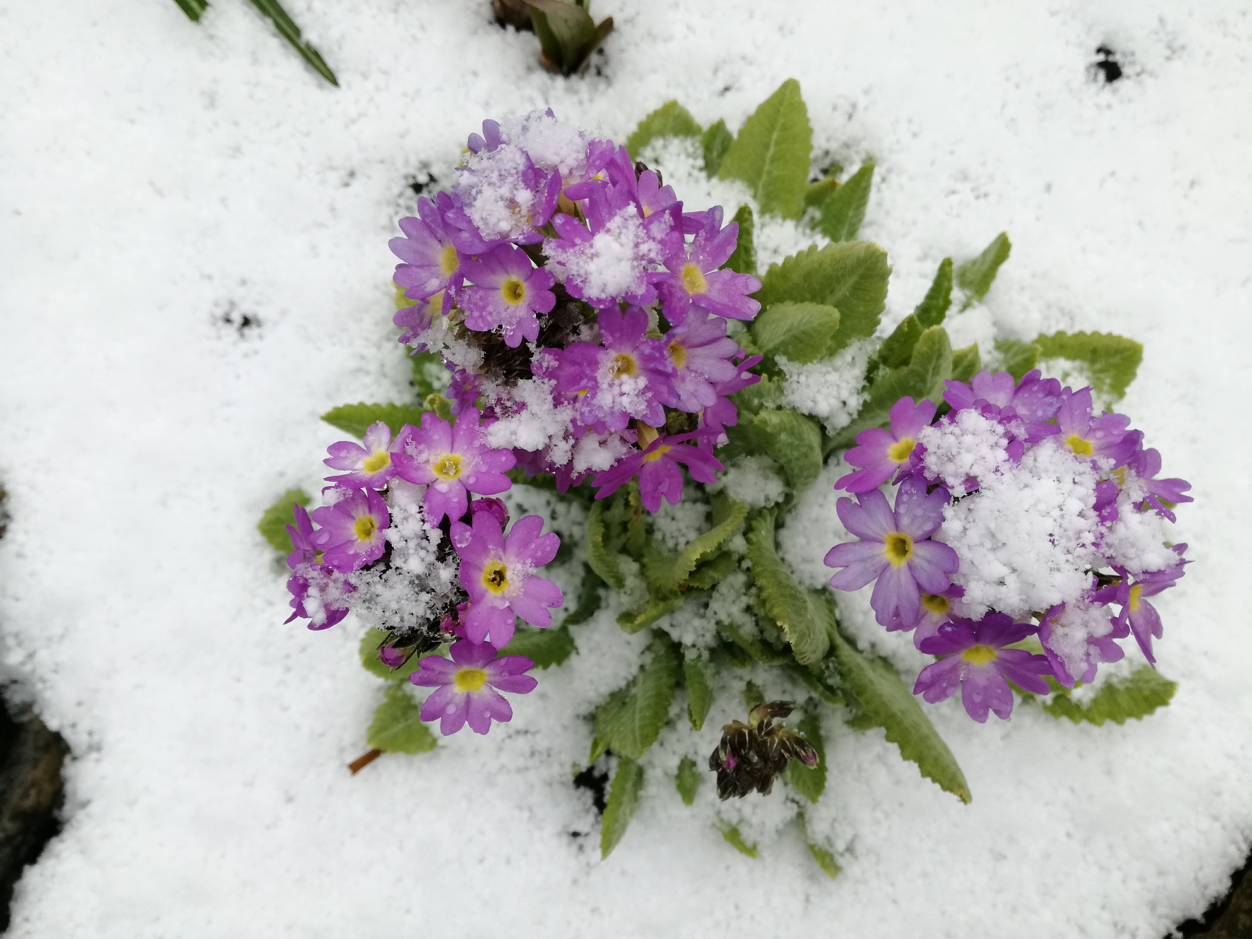Priimula