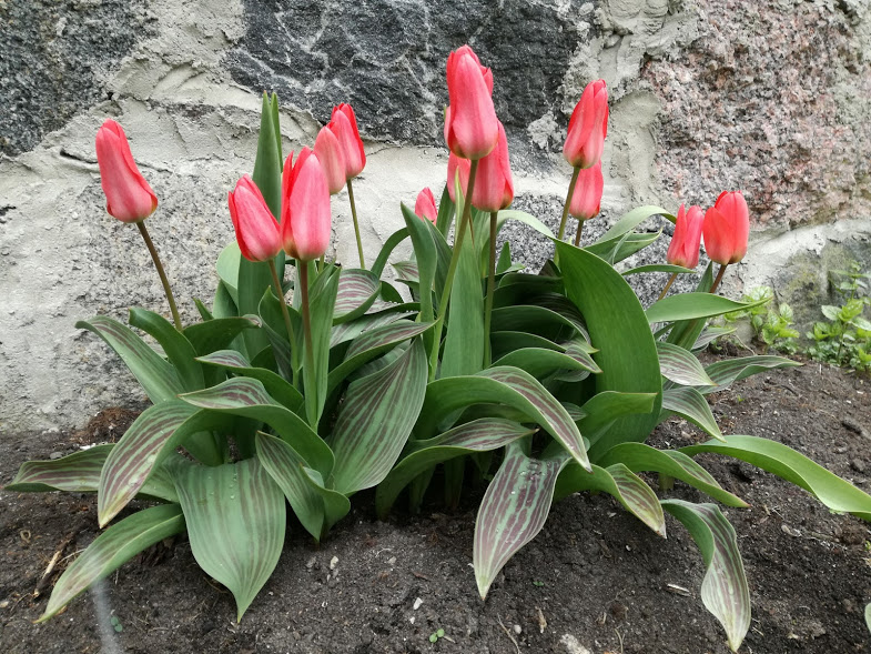 Toronto tulp