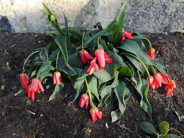 Tulp Toronto