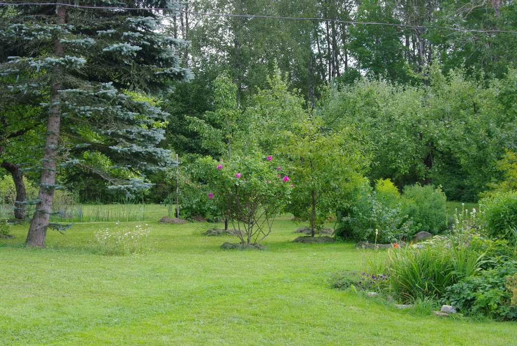Vaade kuusega
