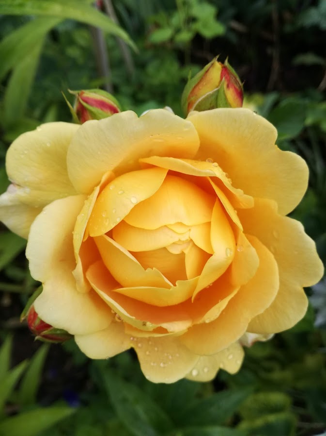 Golden Celebration_20180711
