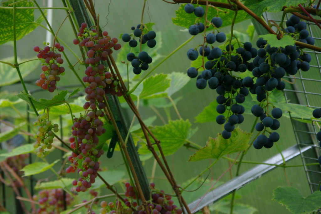 "Somerset seedless" ja "Kuzminskii sinii"