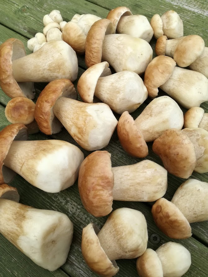 Puravikupidu