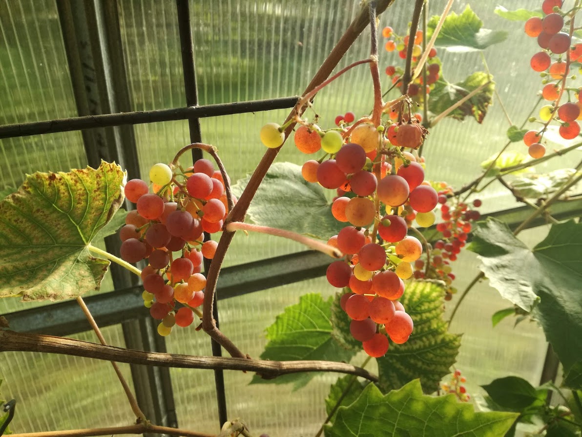 Somerset seedless