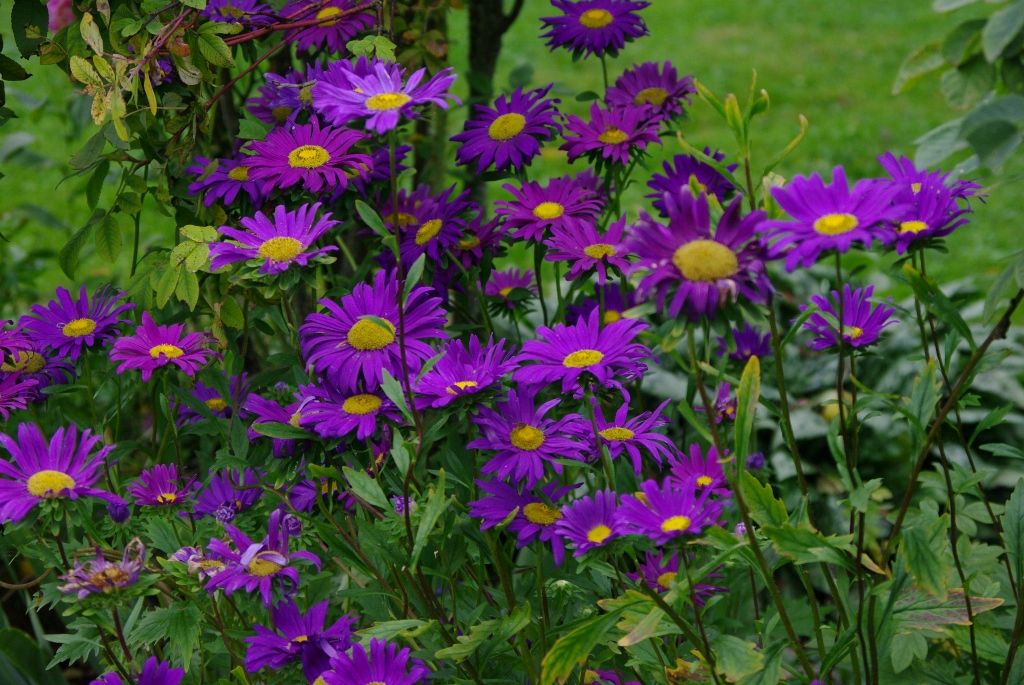 Aster