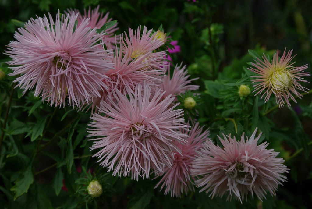 Aster "Harz"