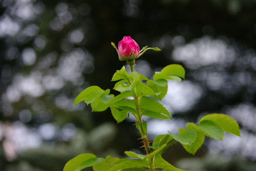 LydiaFreimane