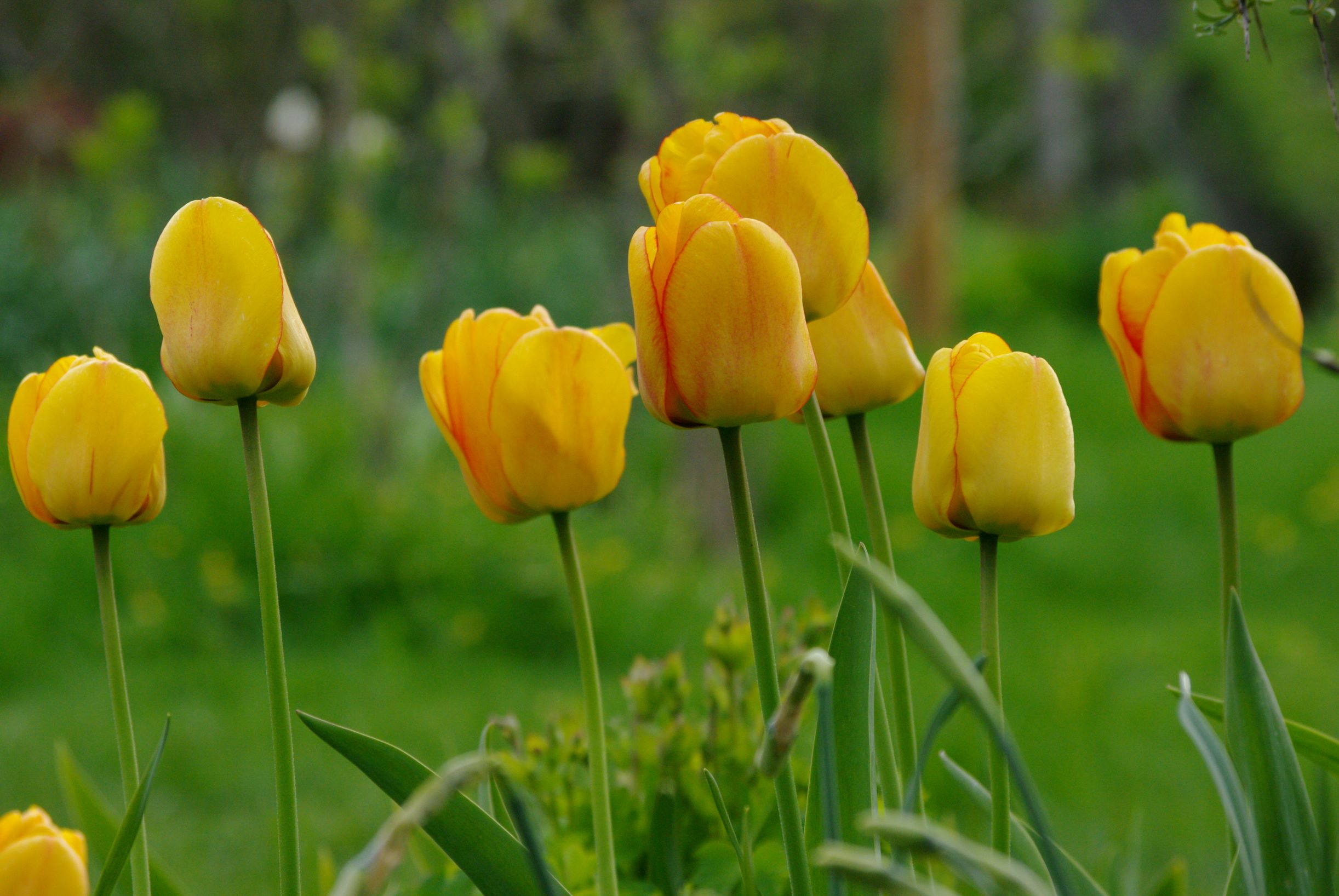 Blushing Apeldoorn