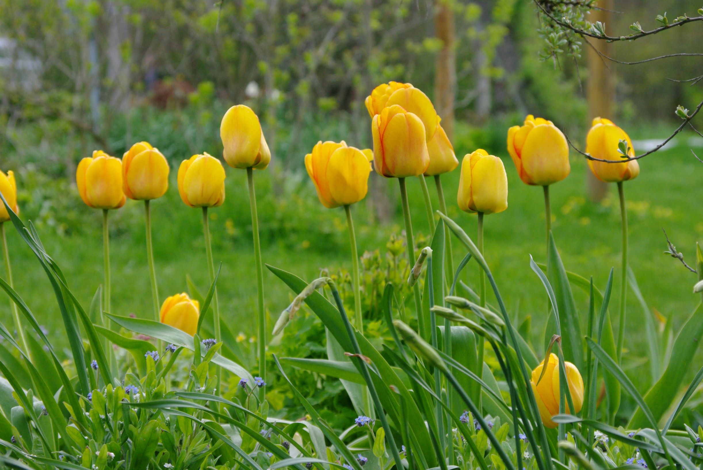 Blushing Apeldoorn