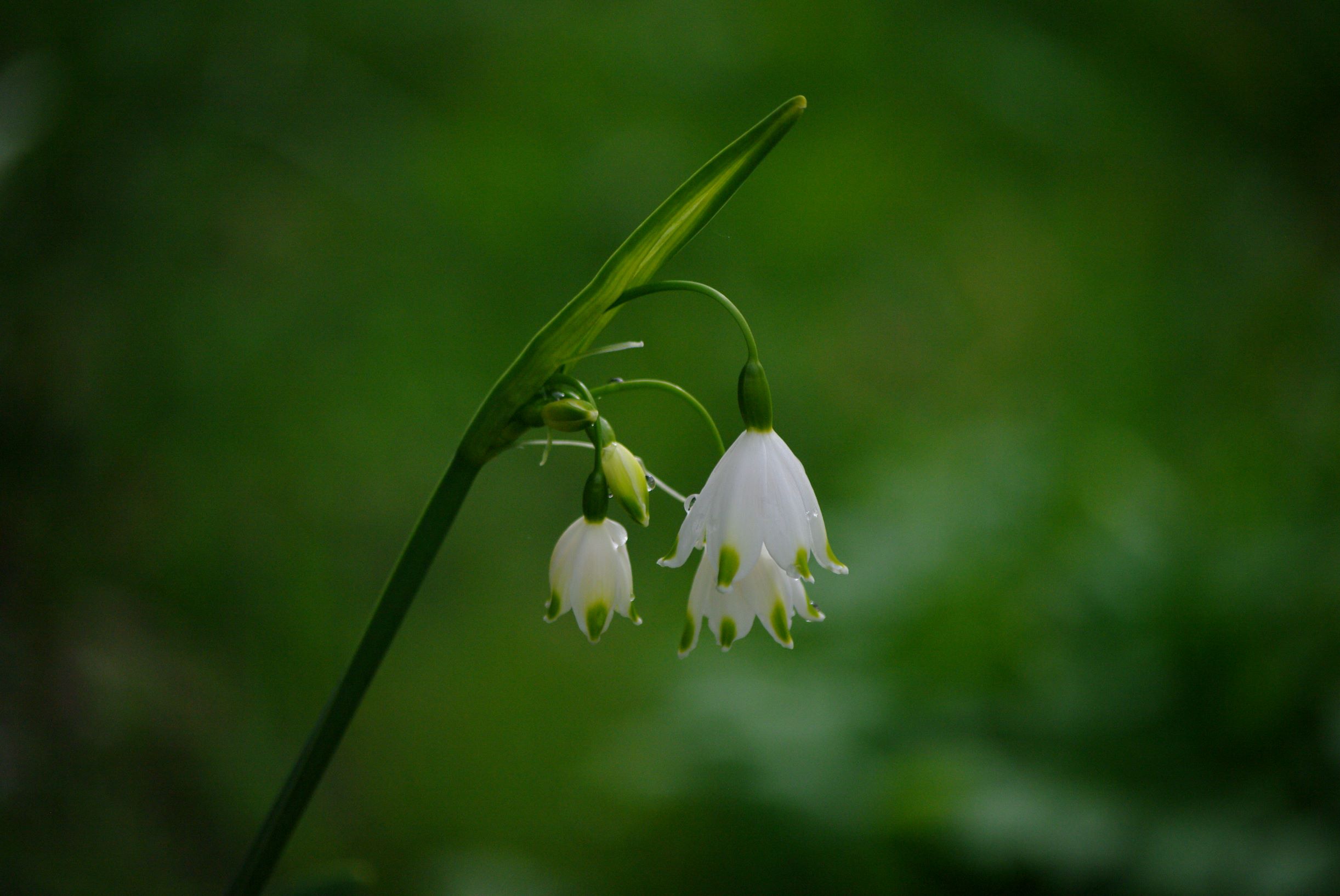 Leucojum aestivum 'Gravetye Giant' suvine märtsikelluke