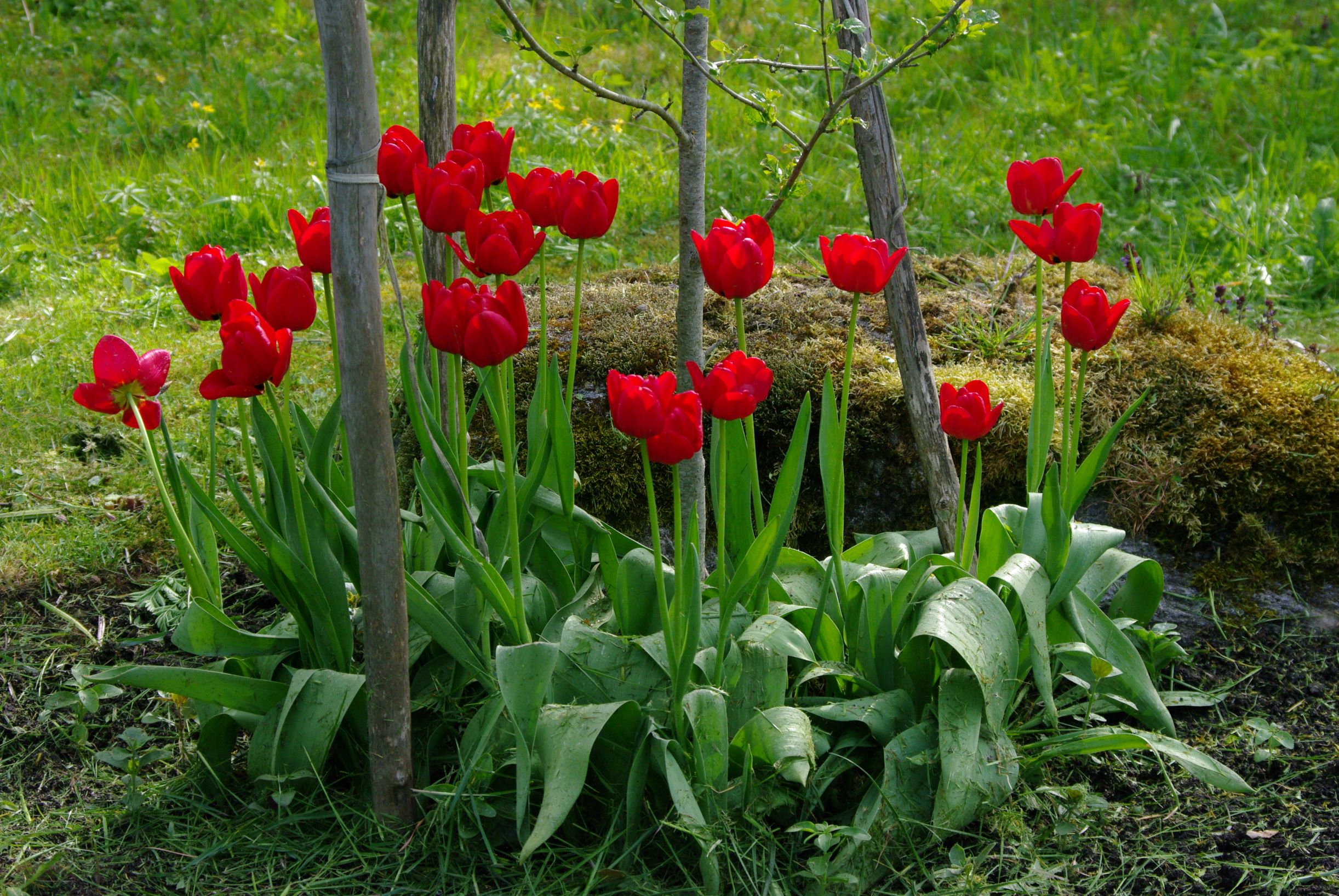 Punane hübriidtulp