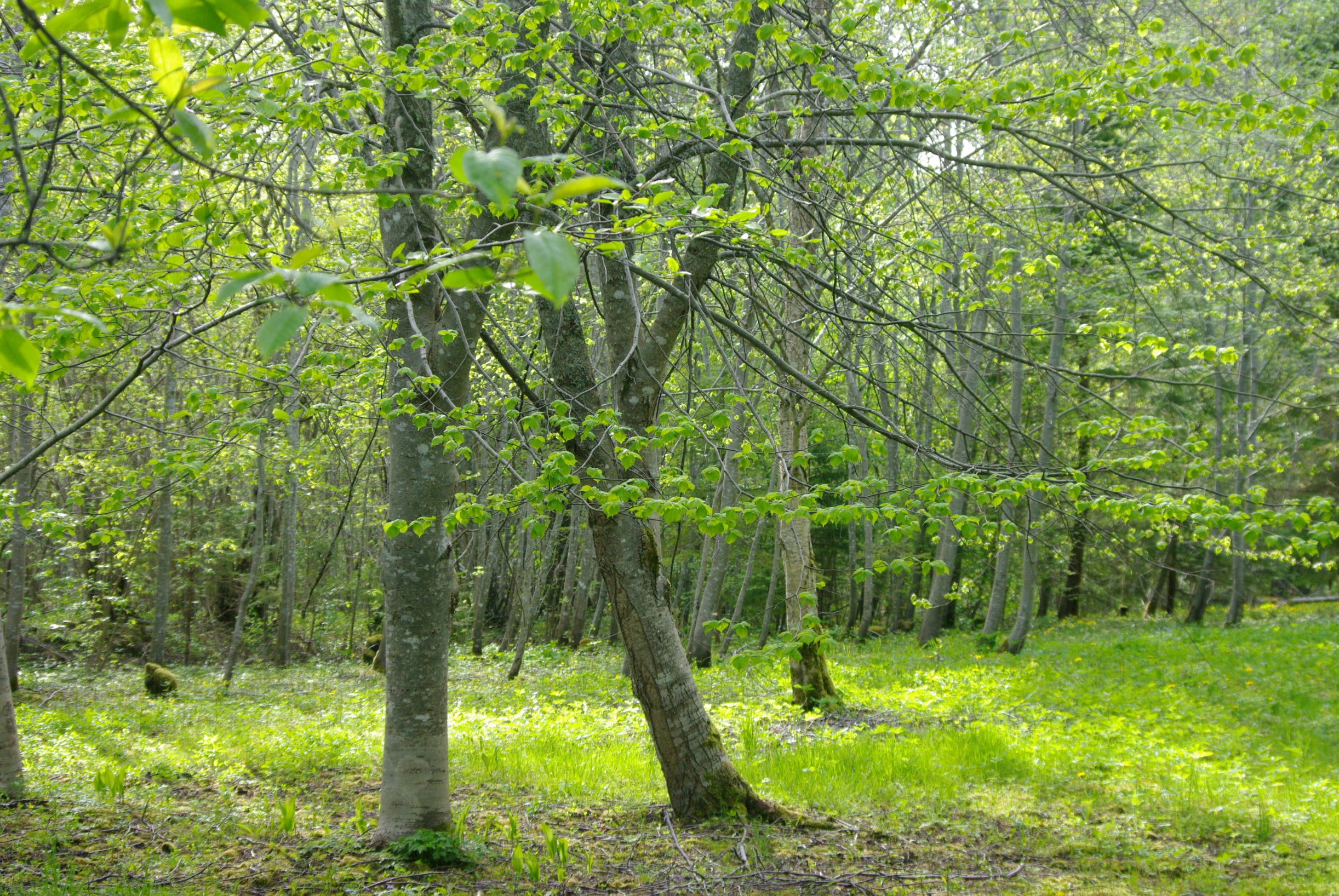 Pärnad
