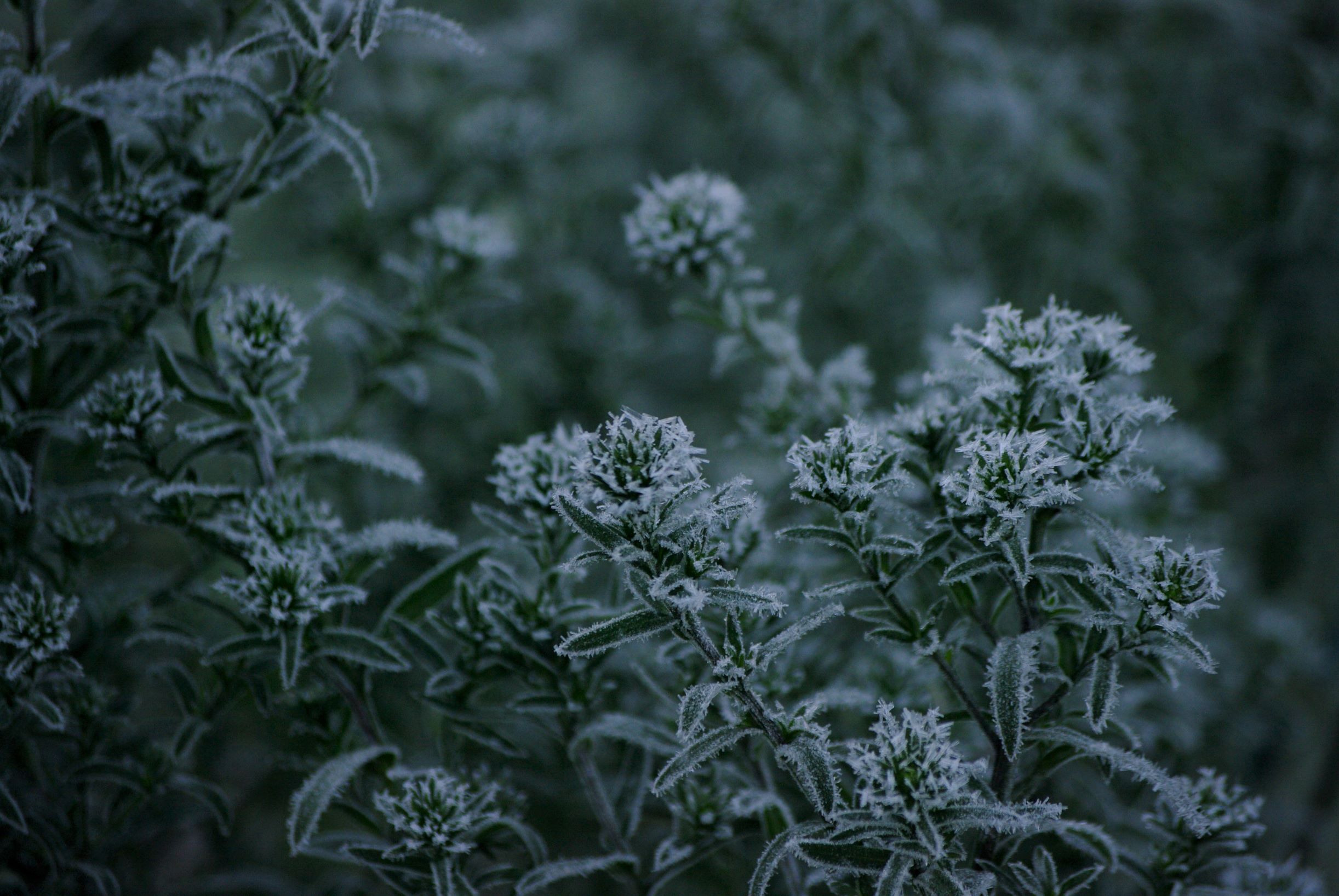 Aster
