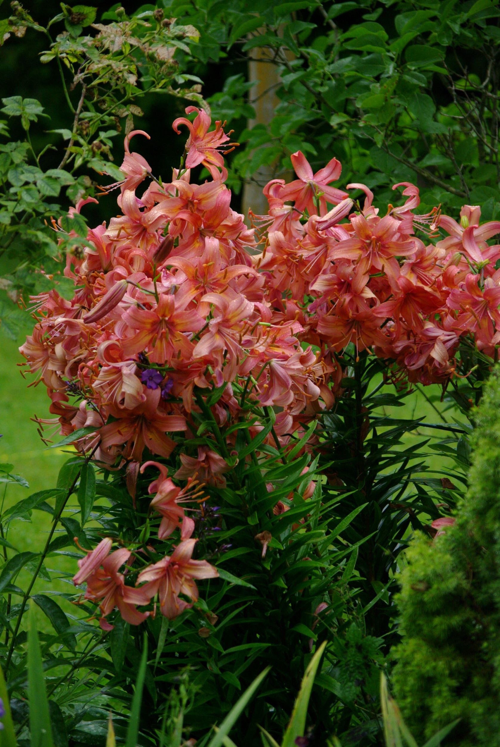 Tiigerliilia