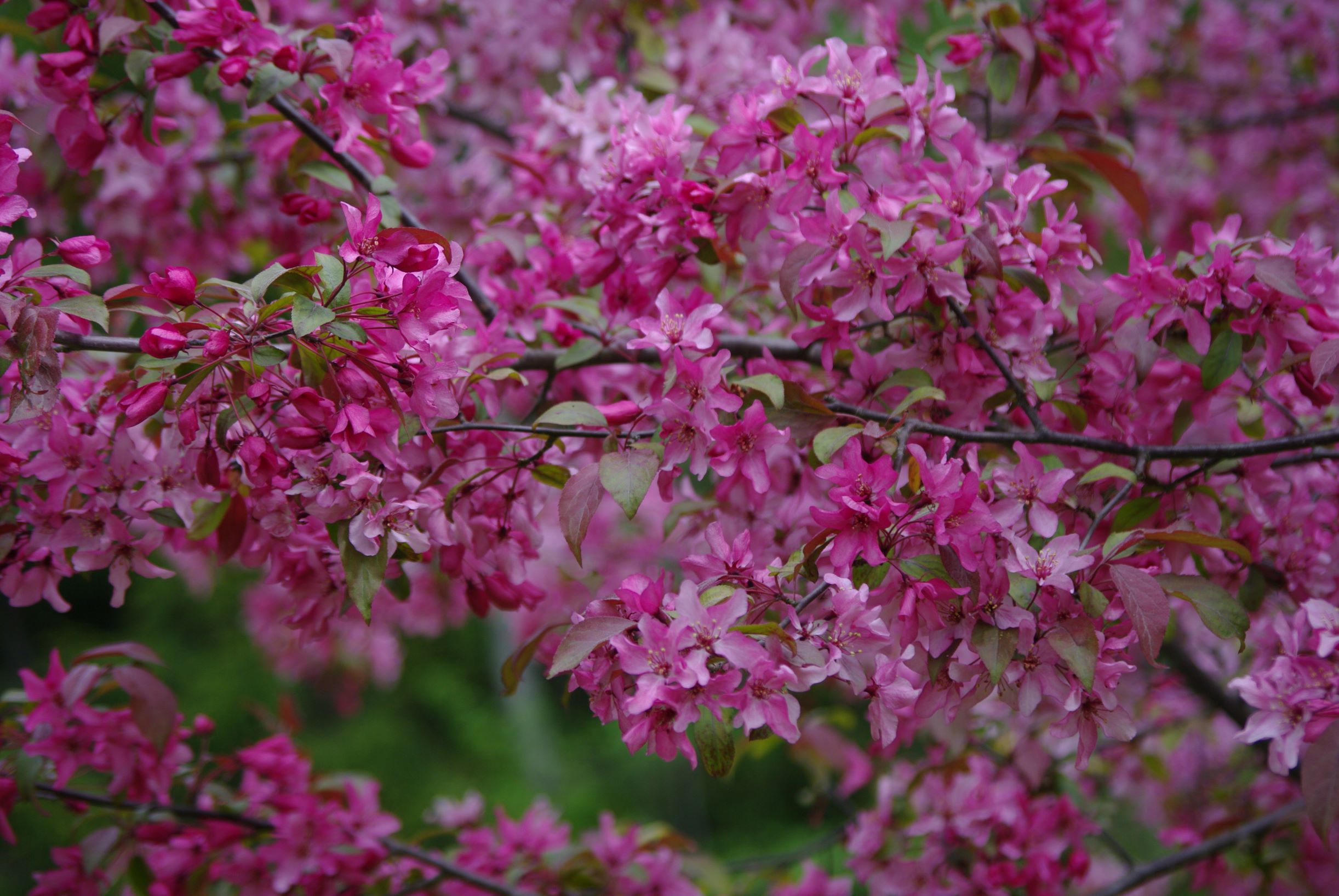 Profusion