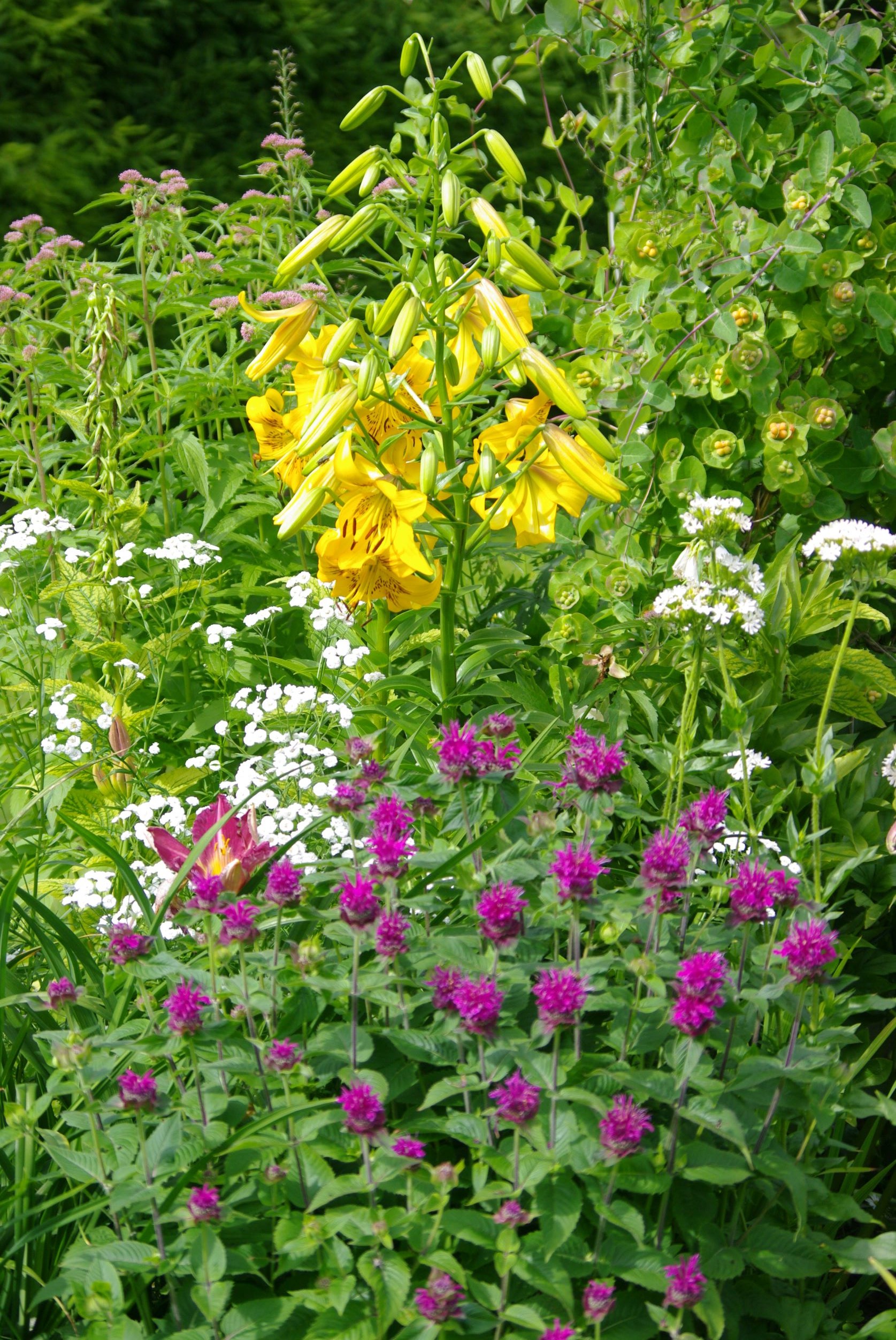 Lilium leichtlinii ja monarda