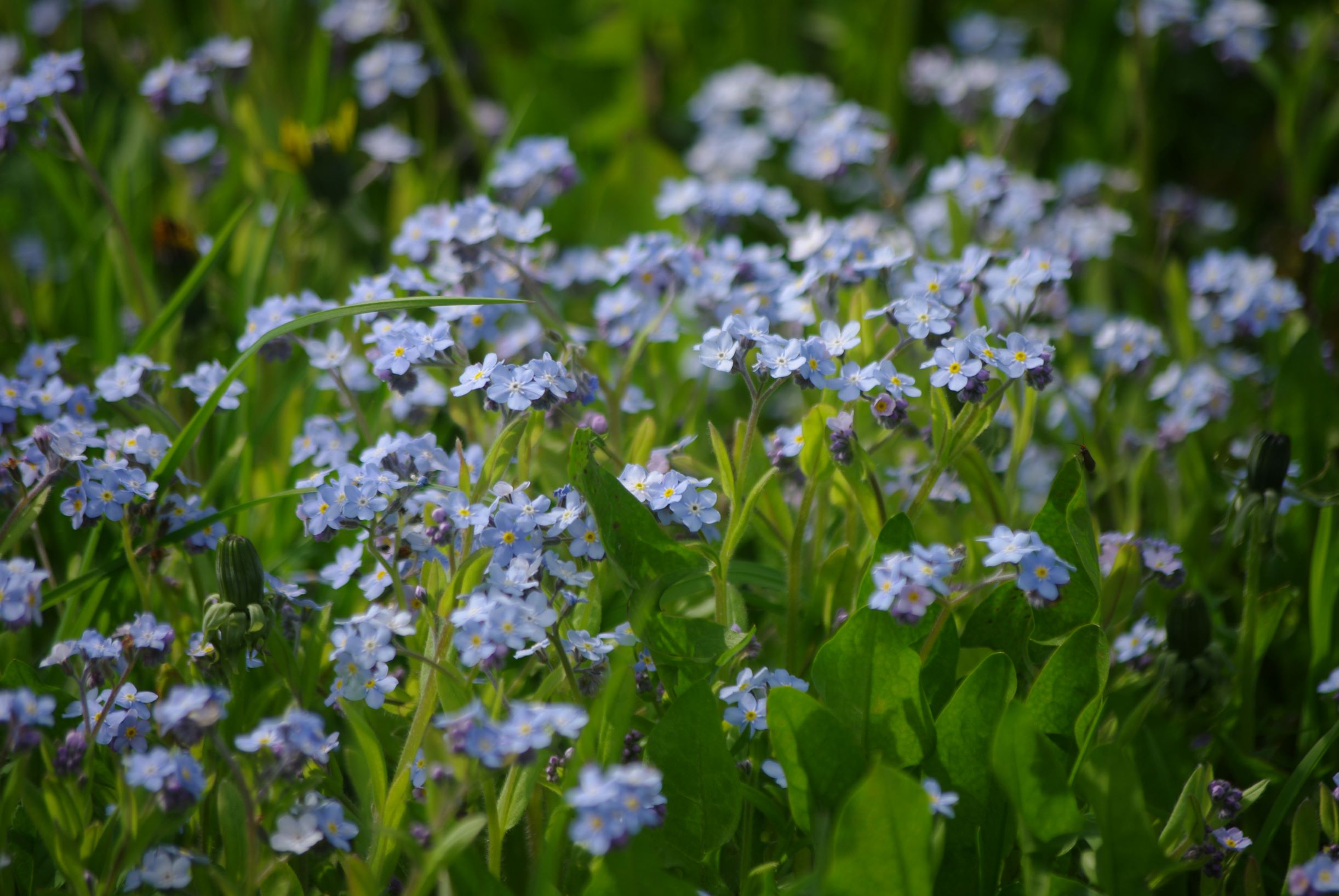 Meelespea