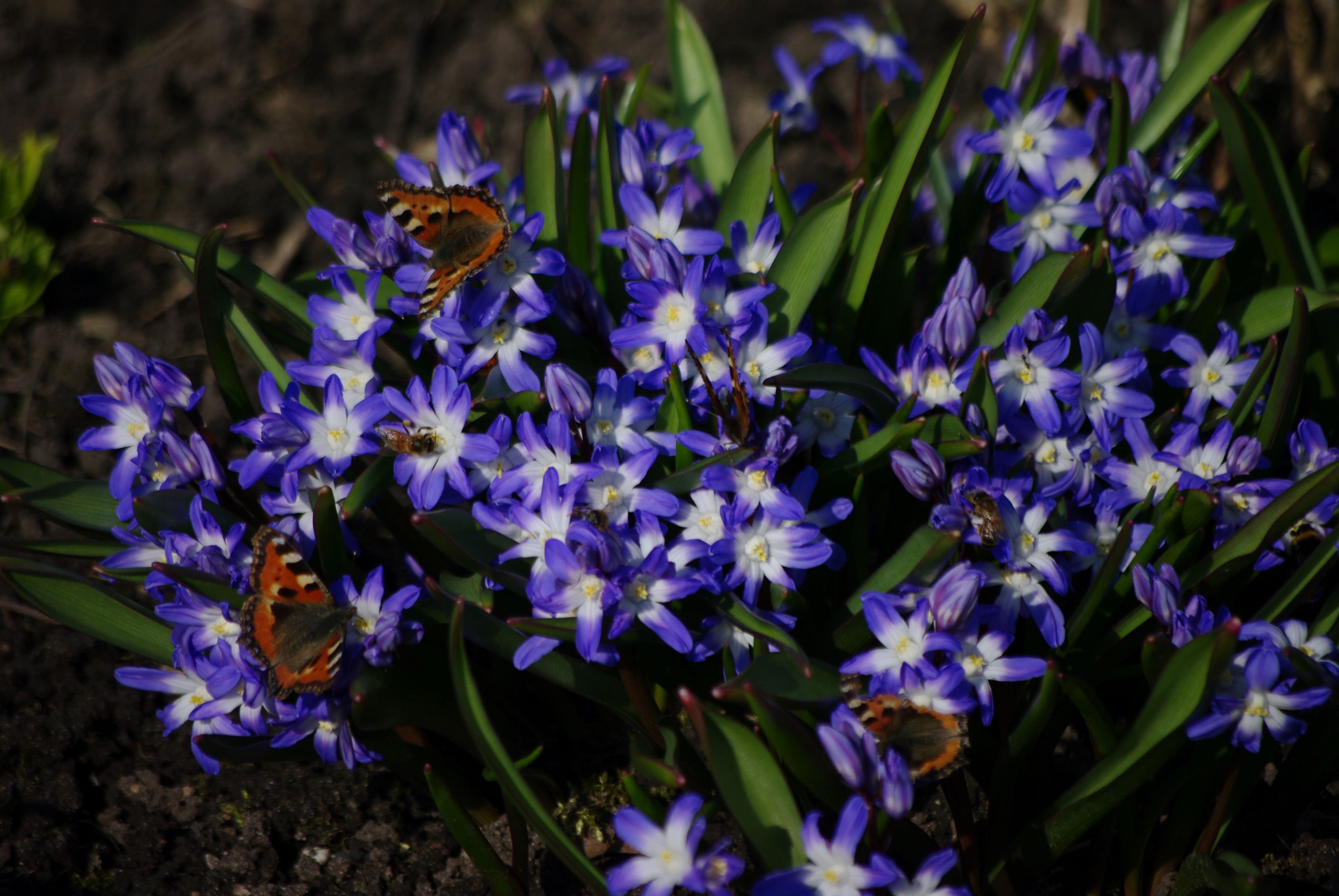Forbesi kirgaslill Blue Giant