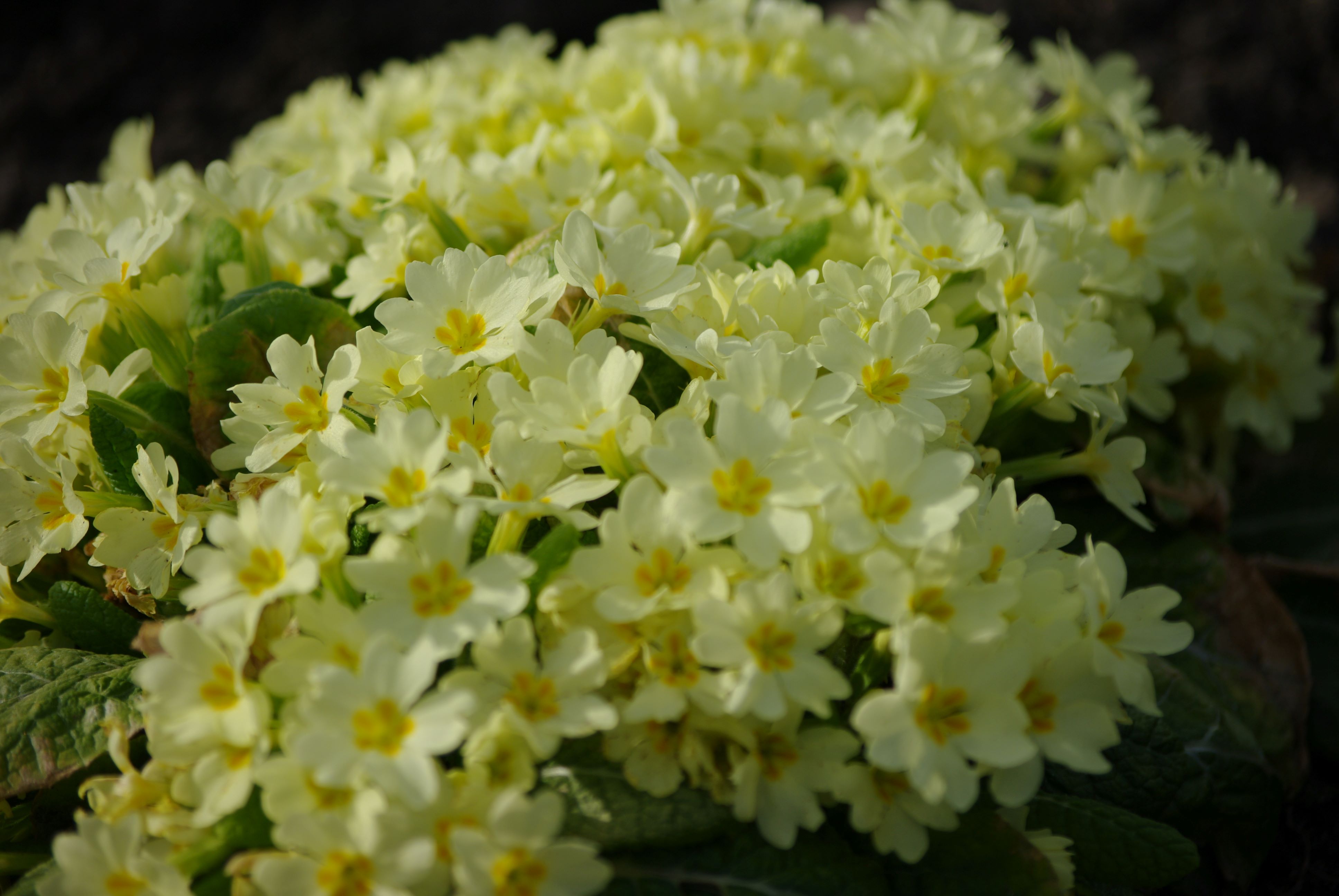 Kiisa priimula