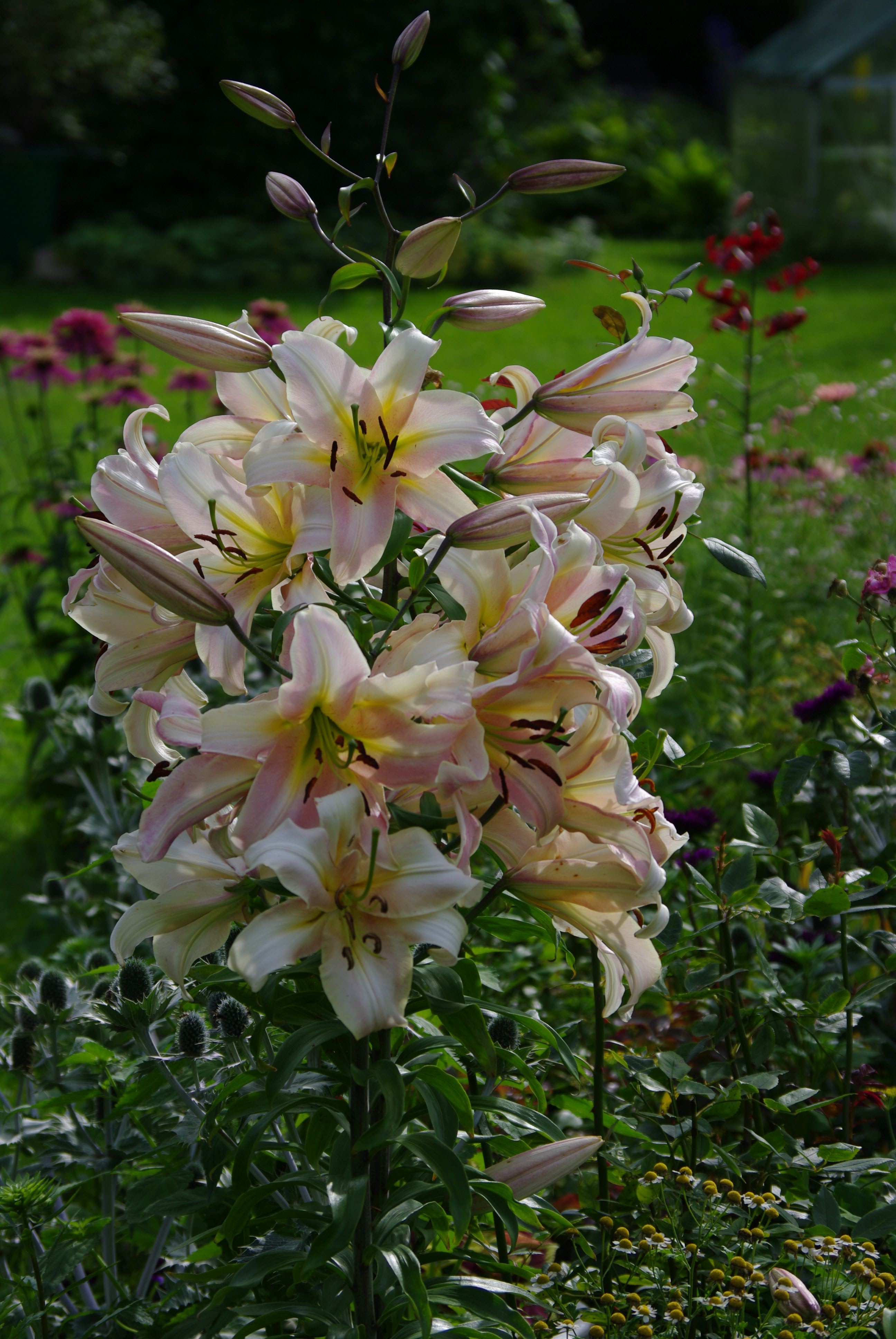Liilia Xotica