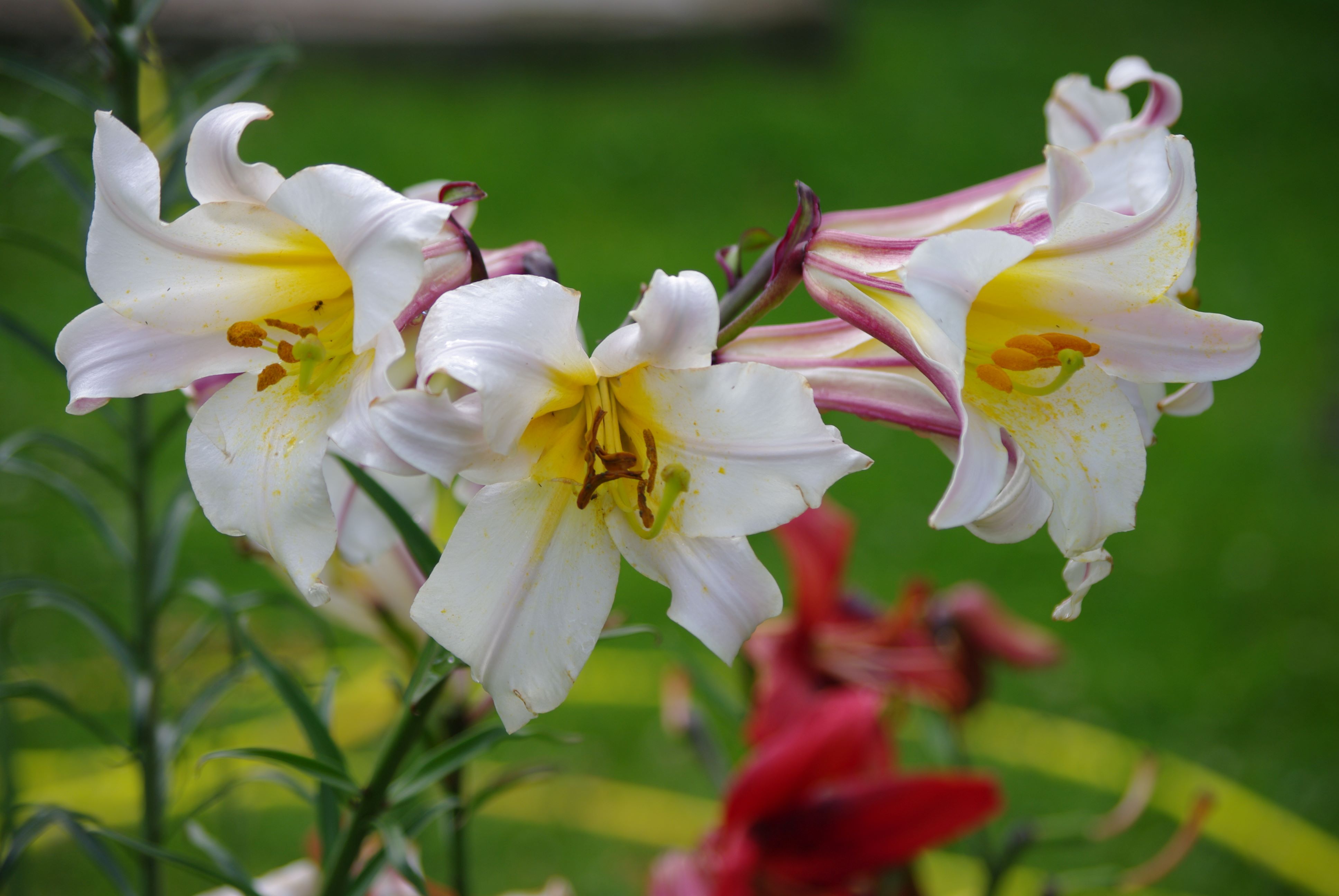 Lilium regale