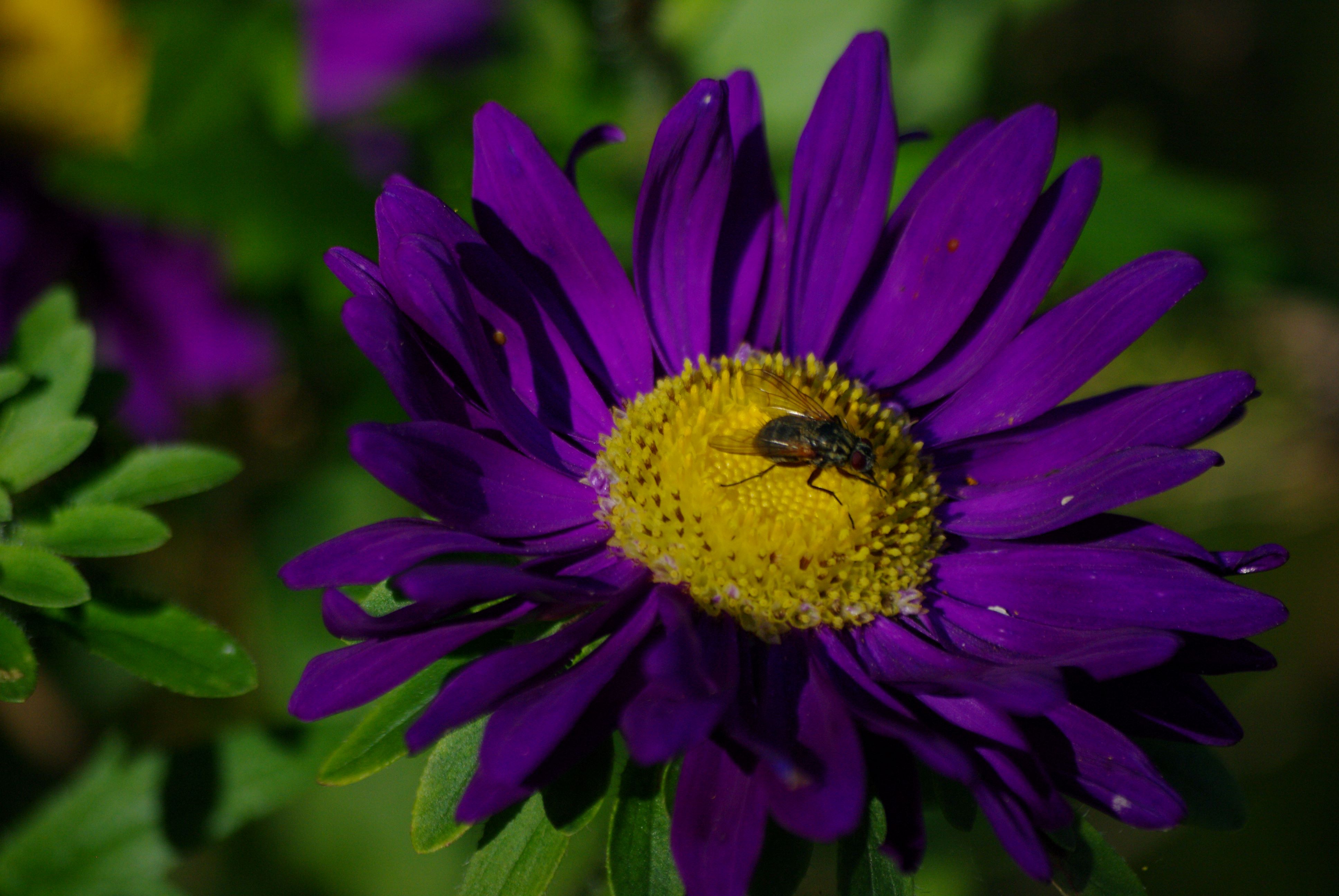 Aster kärbsega