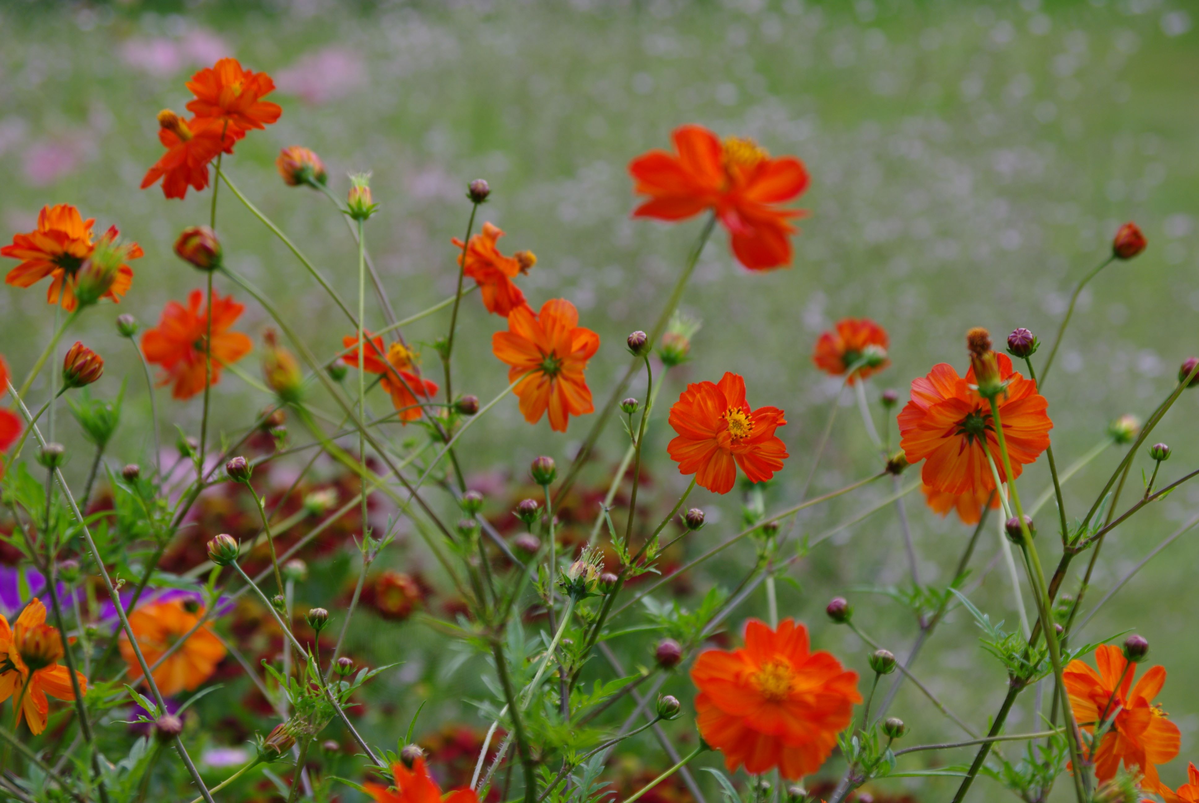 Kosmos Orange