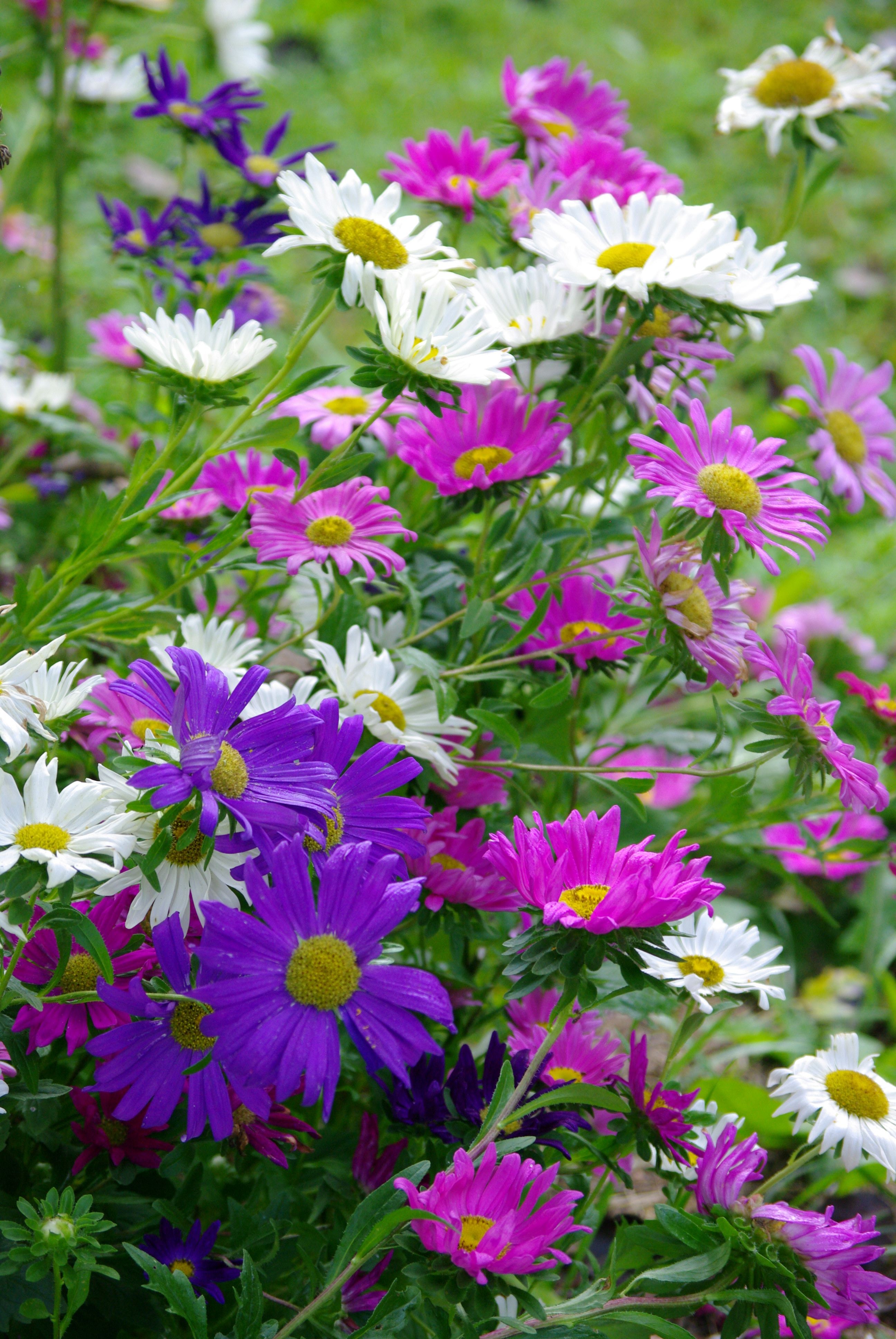 Aster 8.sept
