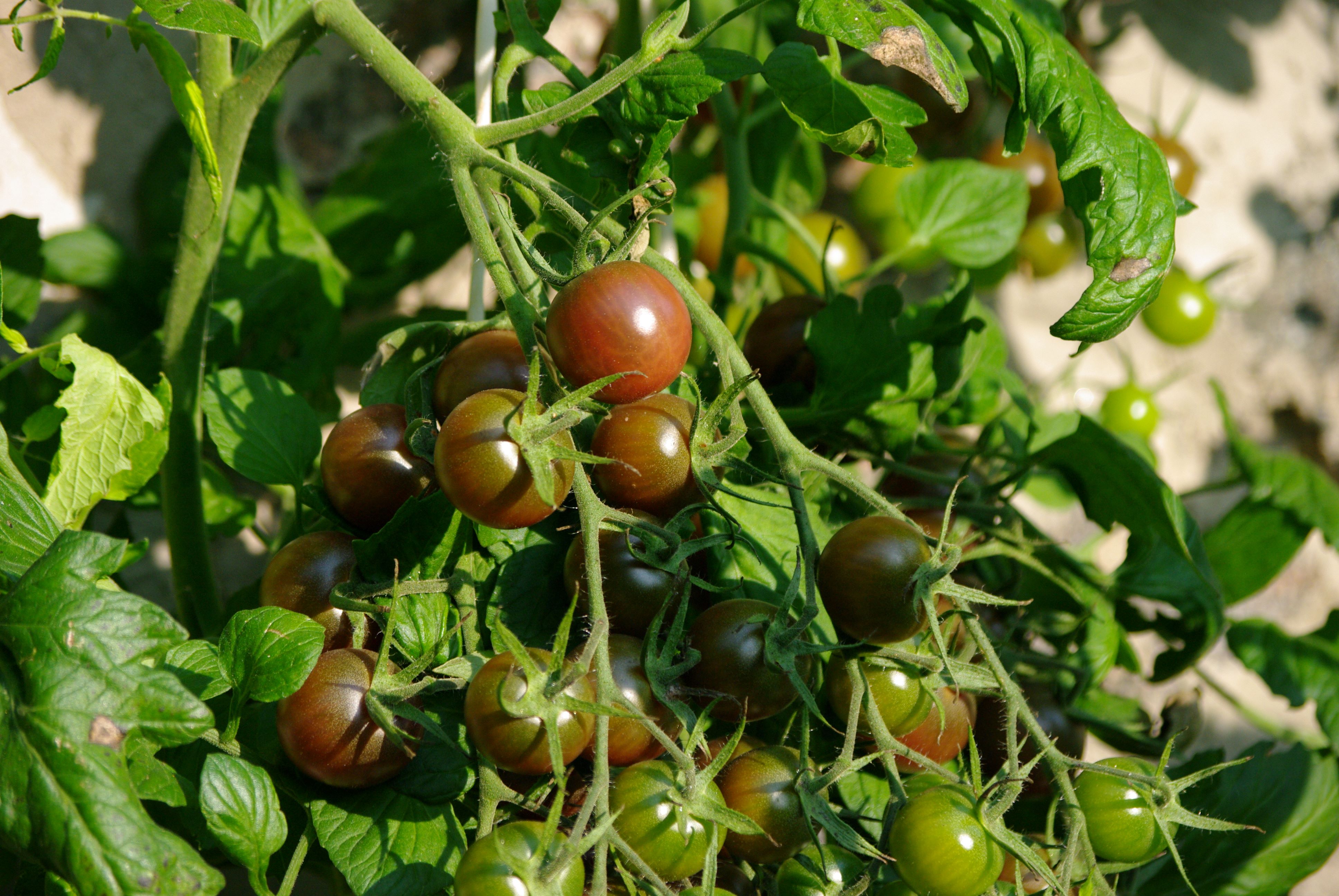 Tomatid Black Cherry